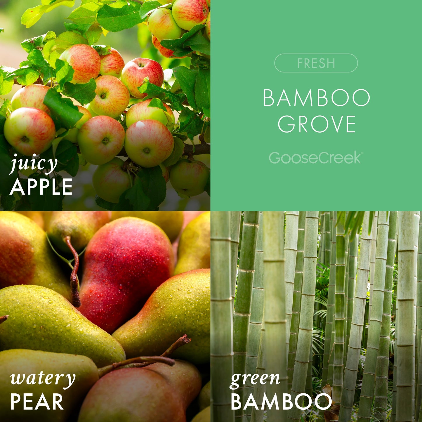 Bamboo Grove 3-Wick Candle