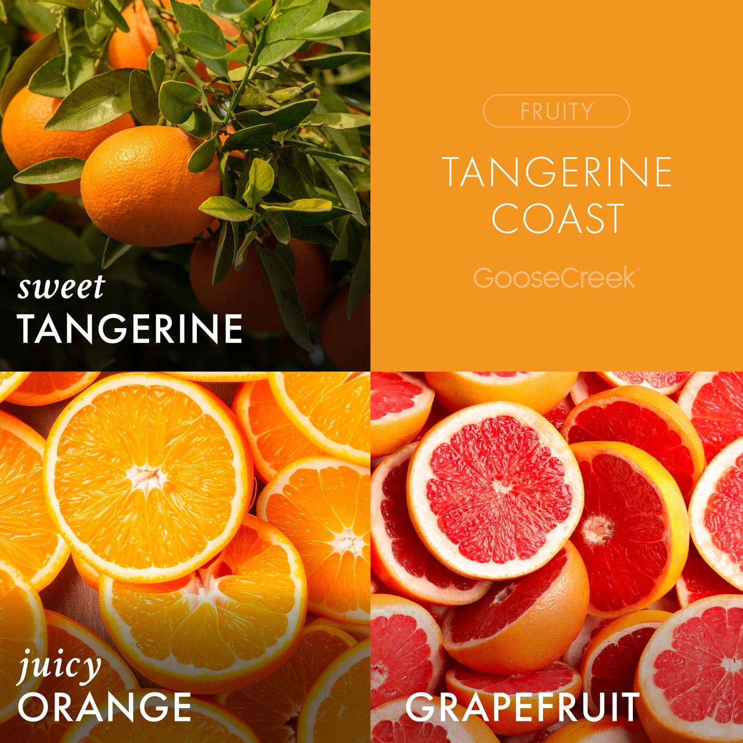 Tangerine Coast 3-Wick Candle